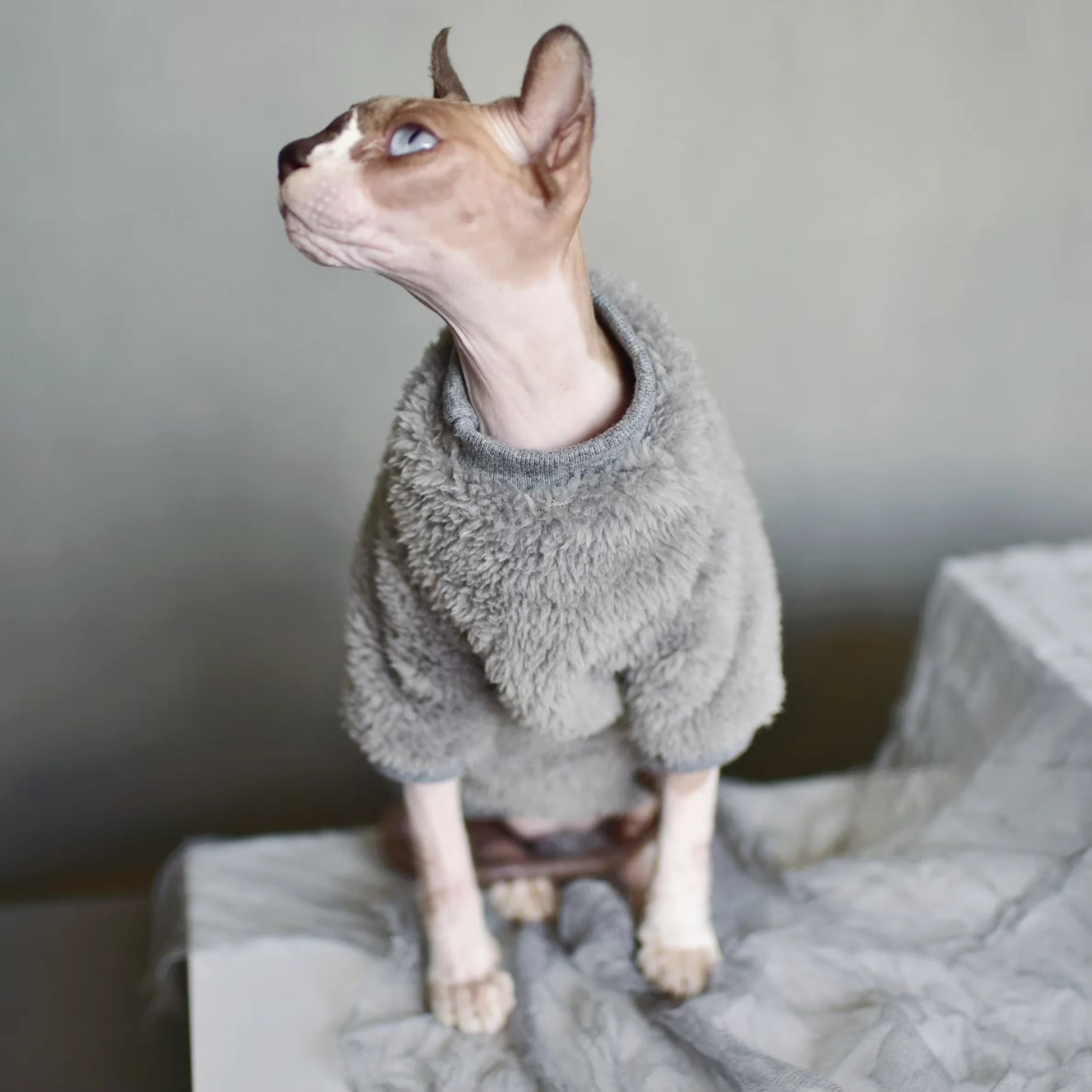Ropa para Gatos - imagen 2